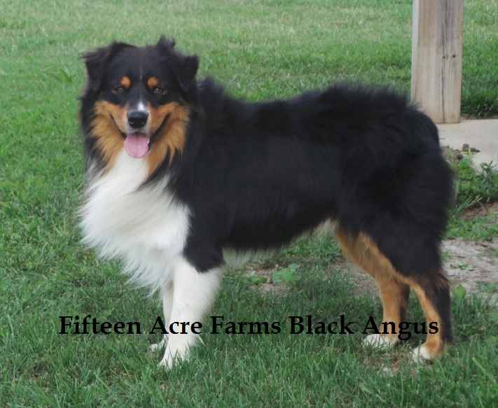 Fifteen Acre Farms Australian Shepherds | 9600 S 4060 Rd, Talala, OK 74080, USA | Phone: (918) 706-1931