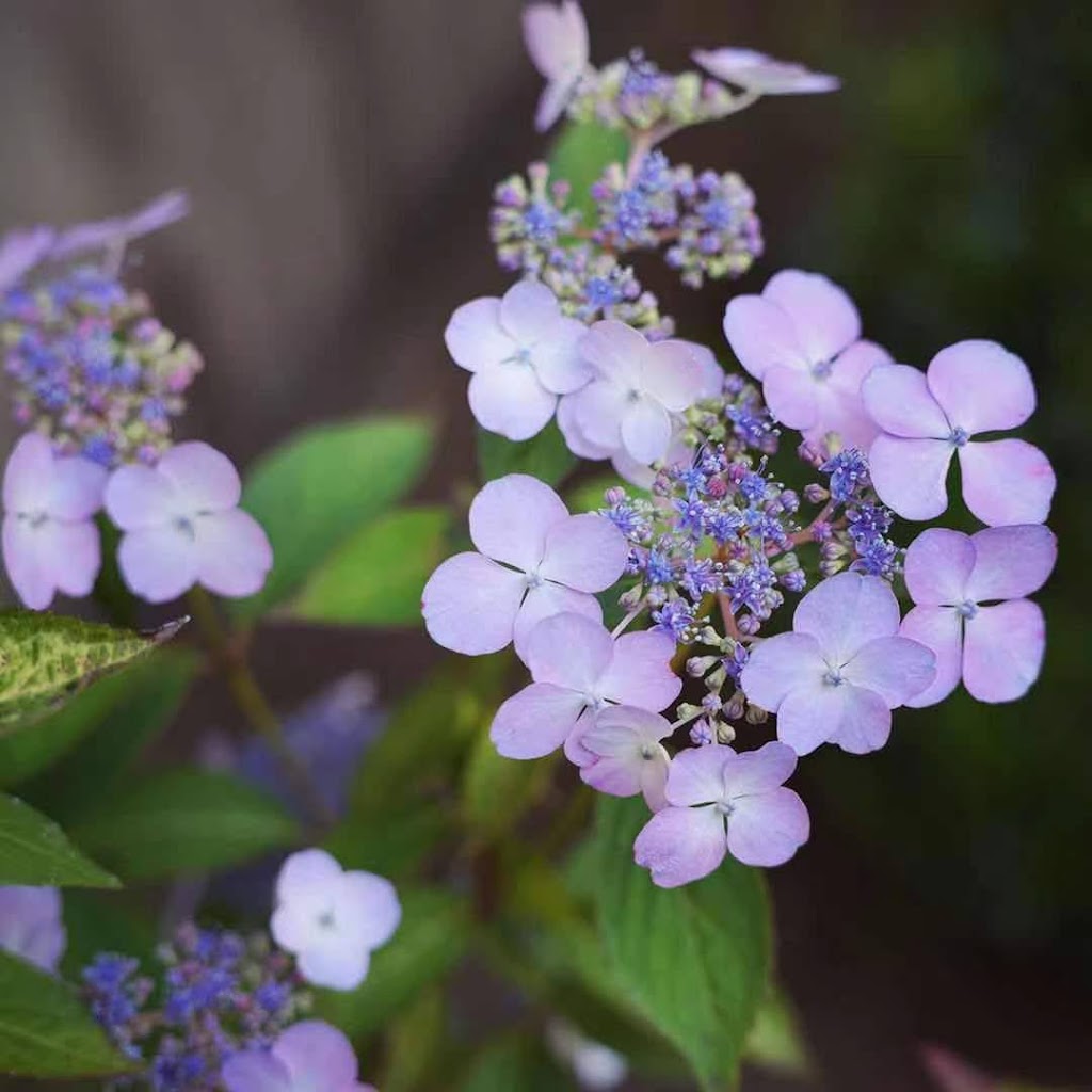 Paradise Lake Nursery | 10129 221st Pl SE, Snohomish, WA 98296, USA | Phone: (206) 930-4132