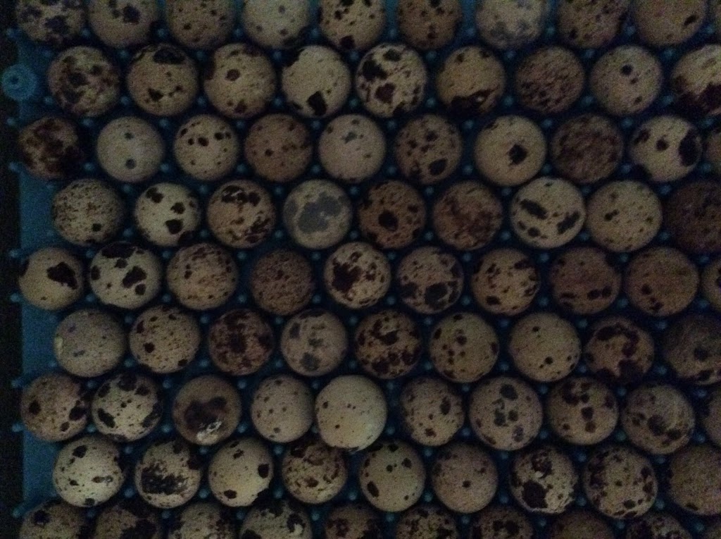 Raptorfood.com | 11411 Citrus Way, Brooksville, FL 34601, USA | Phone: (727) 207-6753