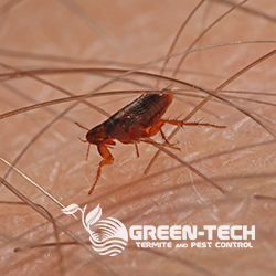 Green-Tech Termite and Pest Control | 1395 Belcher Rd, Palm Harbor, FL 34683, USA | Phone: (727) 772-7378