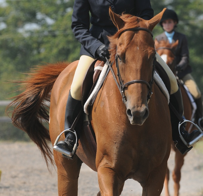 SaddleBack Equestrian | 22650 East 71st St S, Broken Arrow, OK 74014 | Phone: (918) 408-6446