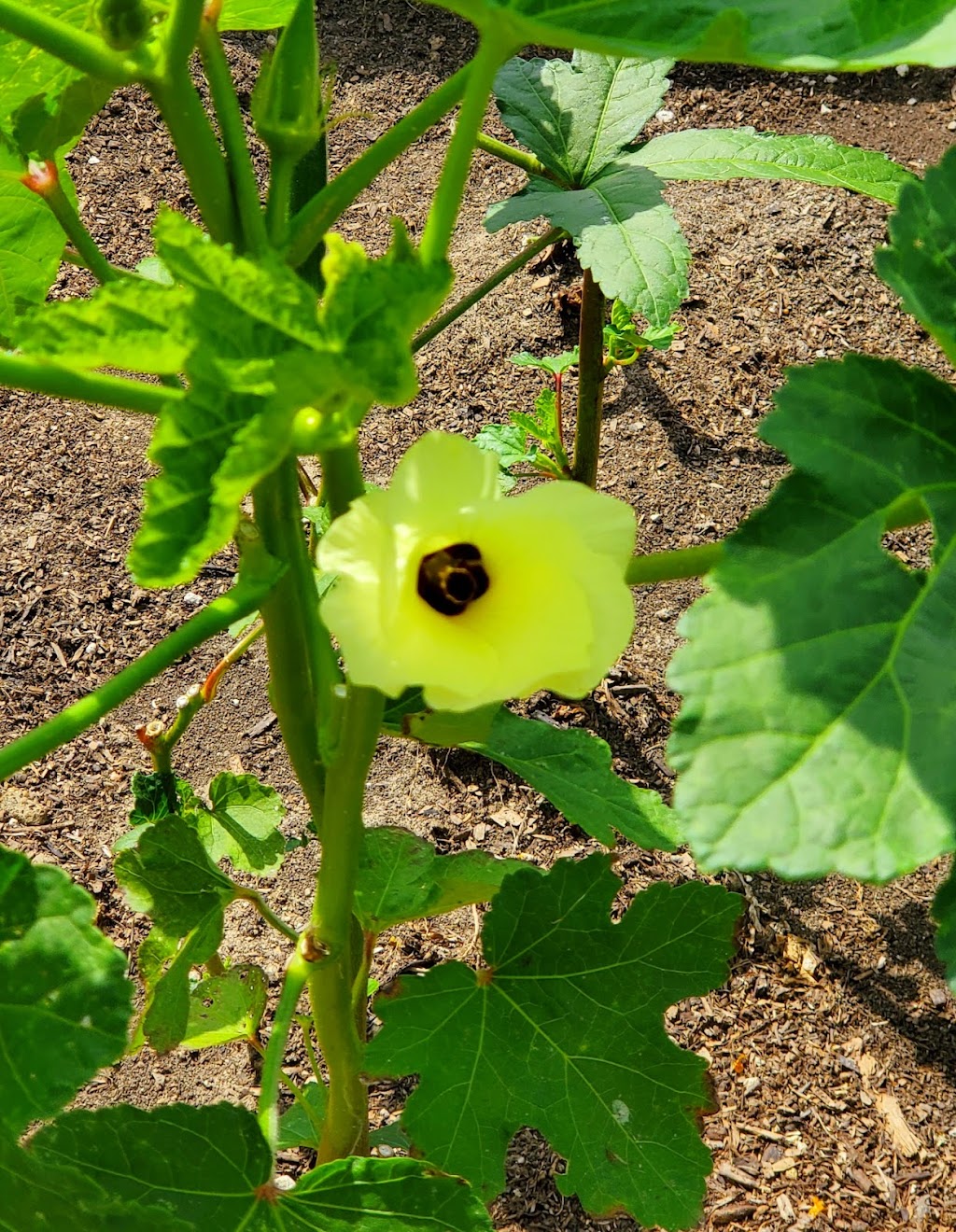 Seal Beach Community Garden | Seal Beach, CA 90740, USA | Phone: (562) 431-2527