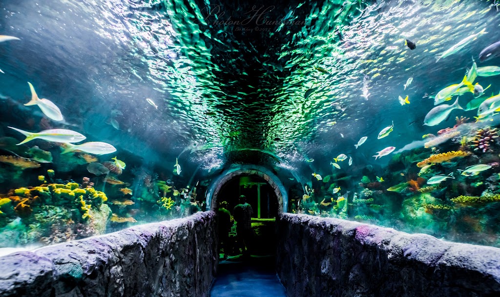 VIA Aquarium | 93 W Campbell Rd, Schenectady, NY 12306, USA | Phone: (518) 280-5100