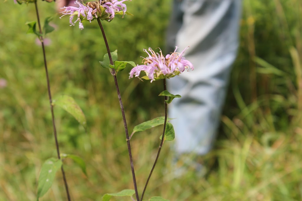 Sharon Hills Preserve | Sharon Hollow Rd, Manchester, MI 48158, USA | Phone: (734) 302-5263