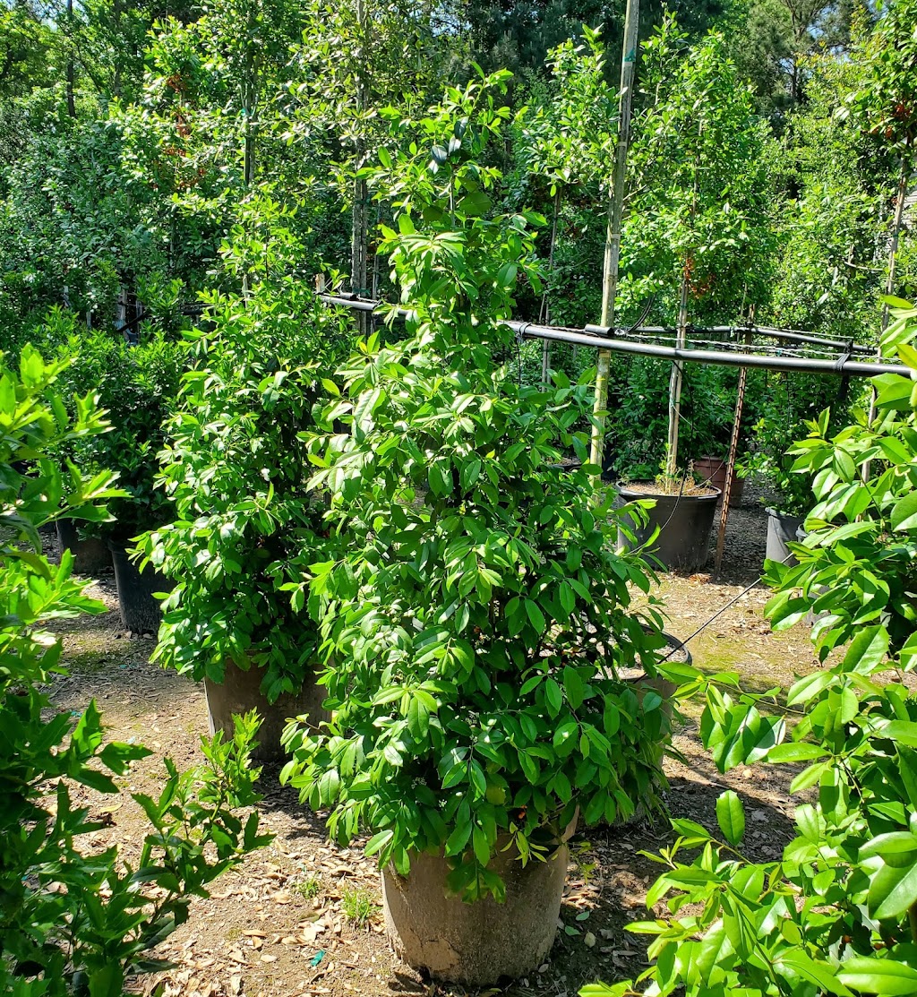 La Escondida Tree Farm | 30101 Klein Dr, Magnolia, TX 77355, USA | Phone: (832) 808-1465