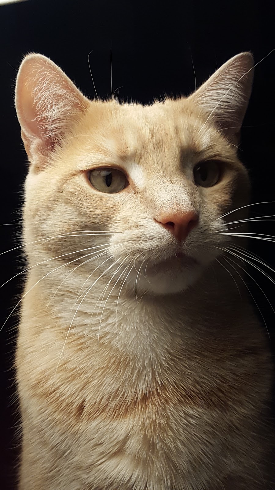 Pet Care Crematory | 4225 16th St SW, Canton, OH 44710, USA | Phone: (330) 477-7387