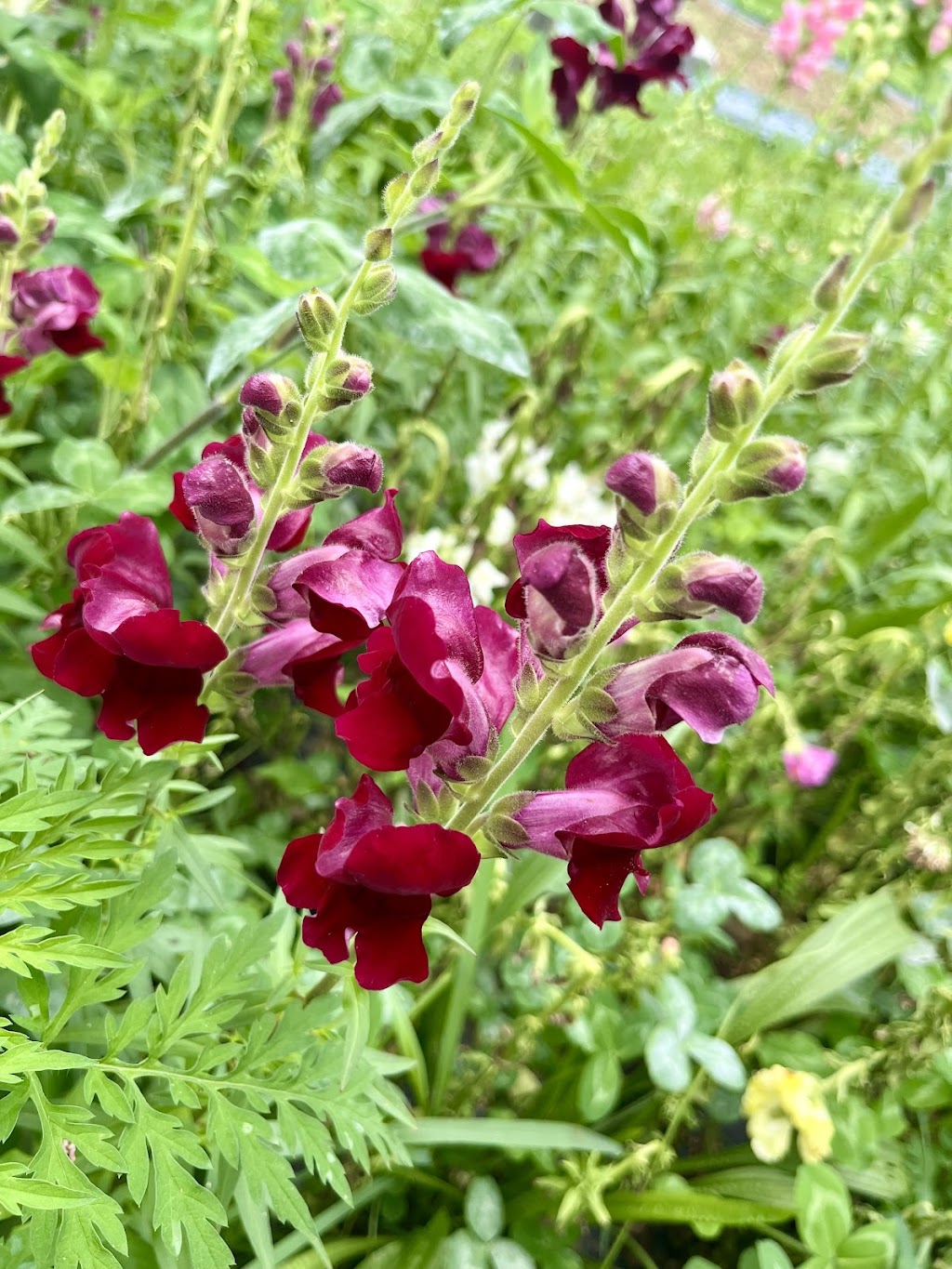 Chickapoo Farm-Country Escapes & Pick Your Own Gardens | 1167 Haley Rd, Shelbyville, KY 40065, USA | Phone: (502) 640-3033