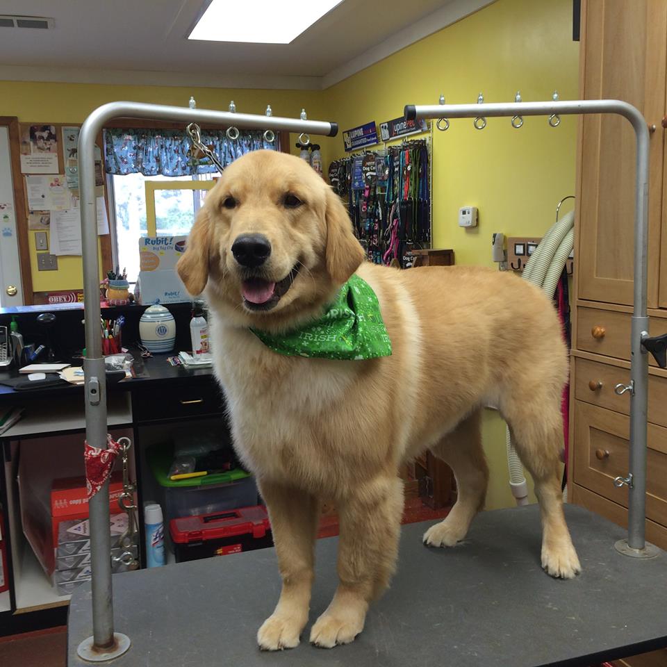 Adorybull Groom and Board | 12635 Buffalo Rd, Clayton, NC 27527, USA | Phone: (919) 359-1548