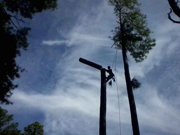 Hector Tree Service | Tyrone, GA 30290, USA | Phone: (404) 337-5235