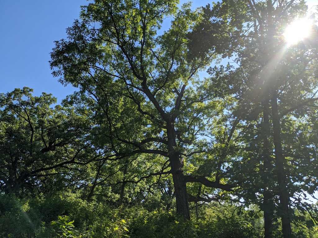 Patrick Marsh Wildlife Area | Stein Rd, Sun Prairie, WI 53590, USA | Phone: (608) 258-9797