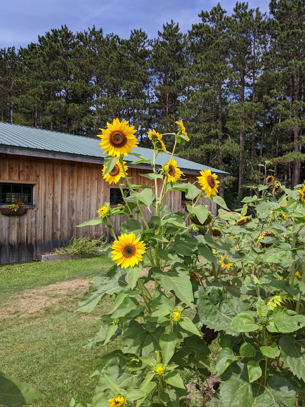 Burdick Blueberries | 8267 Thompson Rd, Cattaraugus, NY 14719, USA | Phone: (716) 257-9760