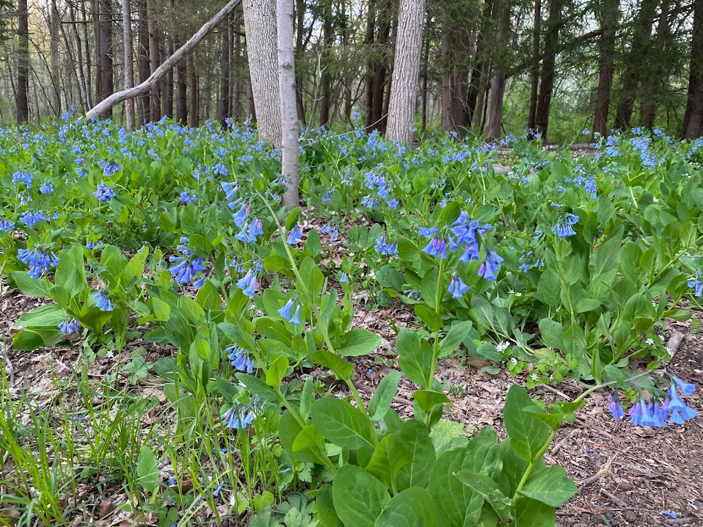 Furnace Run Metro Park | 4955 Townsend Rd, Richfield, OH 44286, USA | Phone: (330) 867-5511