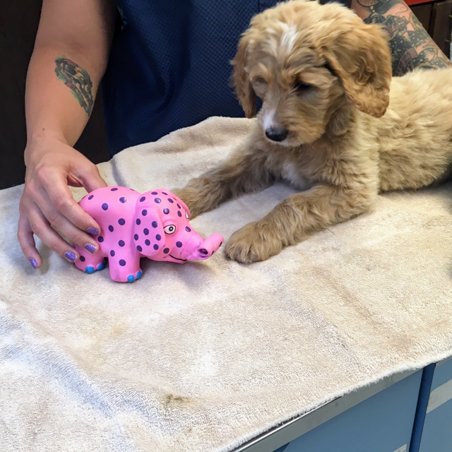 Woodside Animal Hospital | 1601 Woods Rd SE, Port Orchard, WA 98366, USA | Phone: (360) 871-3335