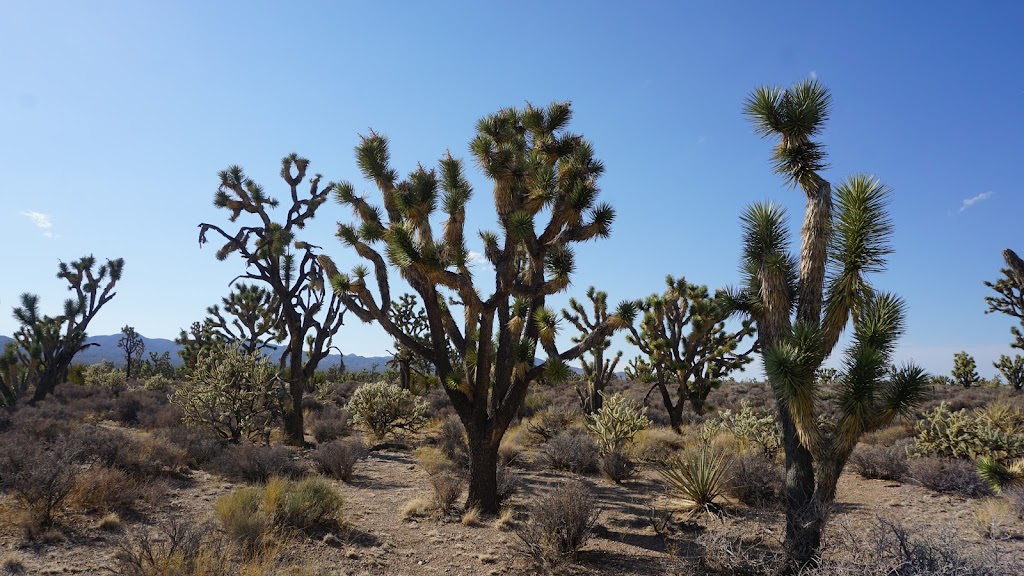 Castle Mountains National Monument | Barstow, CA 92311, USA | Phone: (760) 252-6100