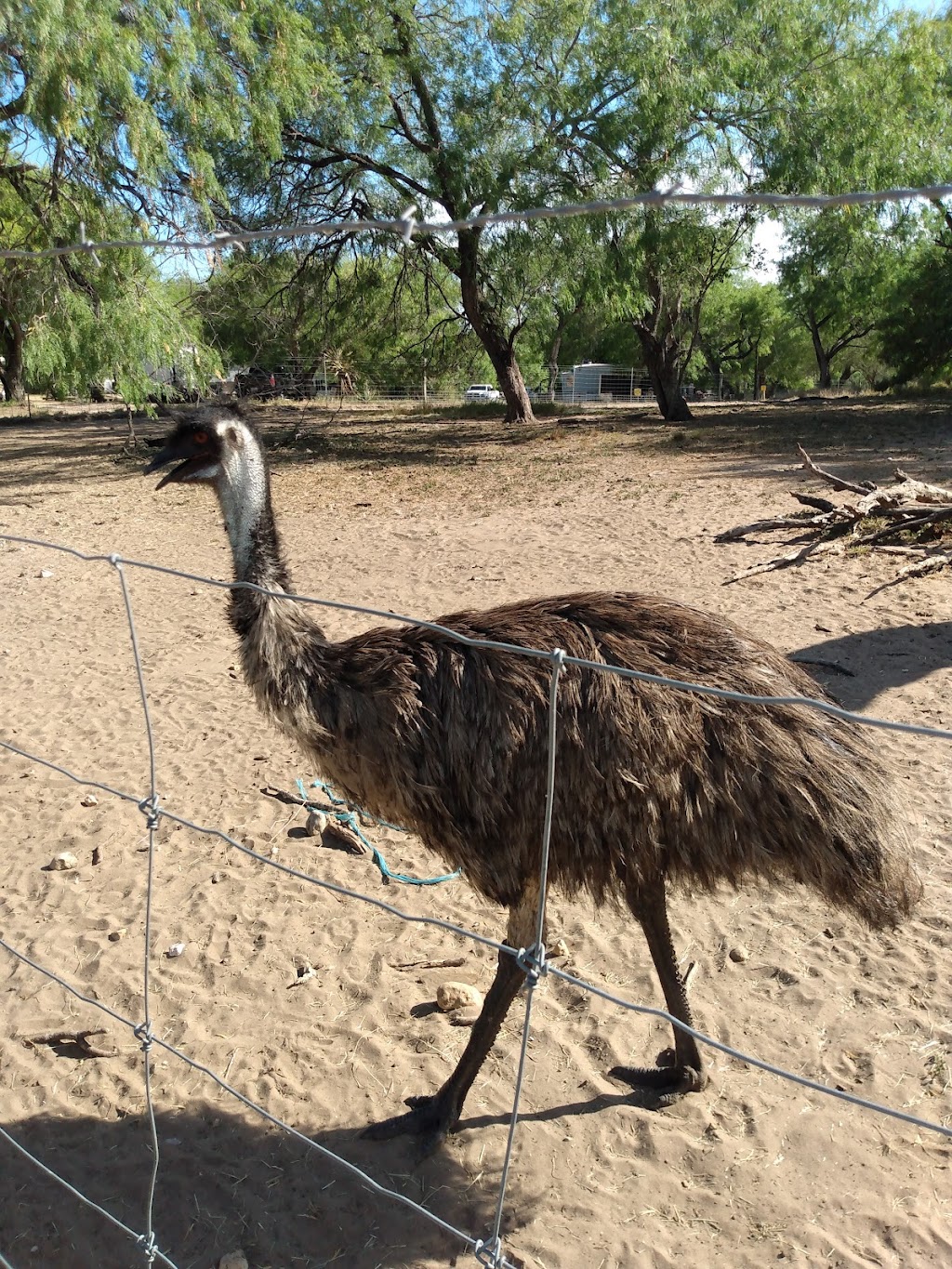 Mustang Hollow Campground | 101 Co Rd 371, Mathis, TX 78368, USA | Phone: (361) 547-5201