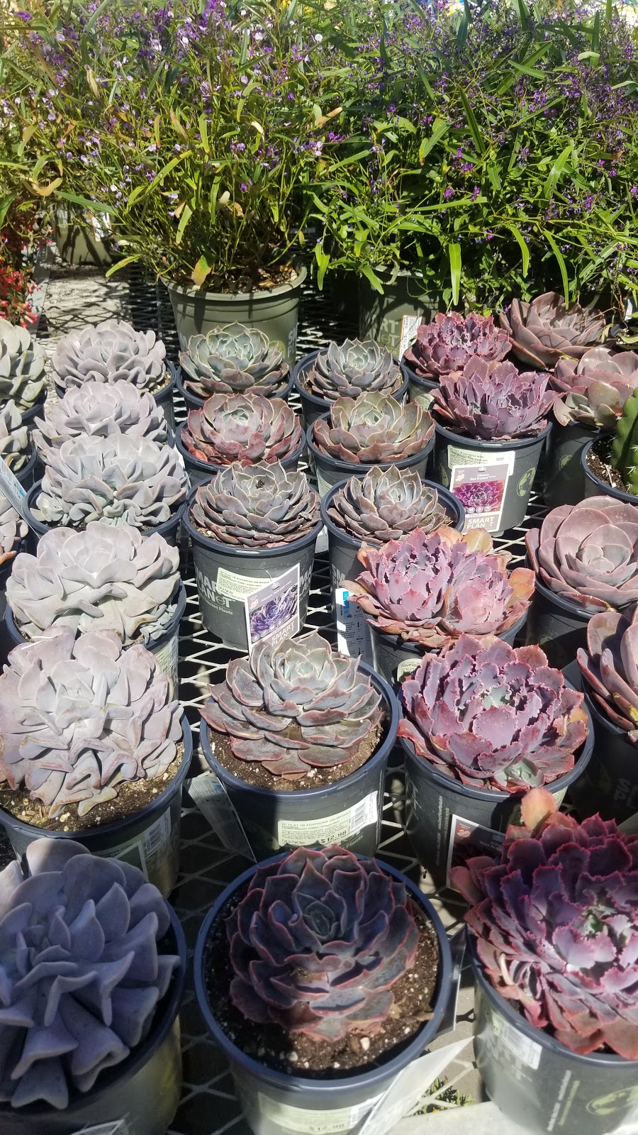 Garden Center at The Home Depot | 800 N Brookhurst St, Anaheim, CA 92801, USA | Phone: (714) 533-9930