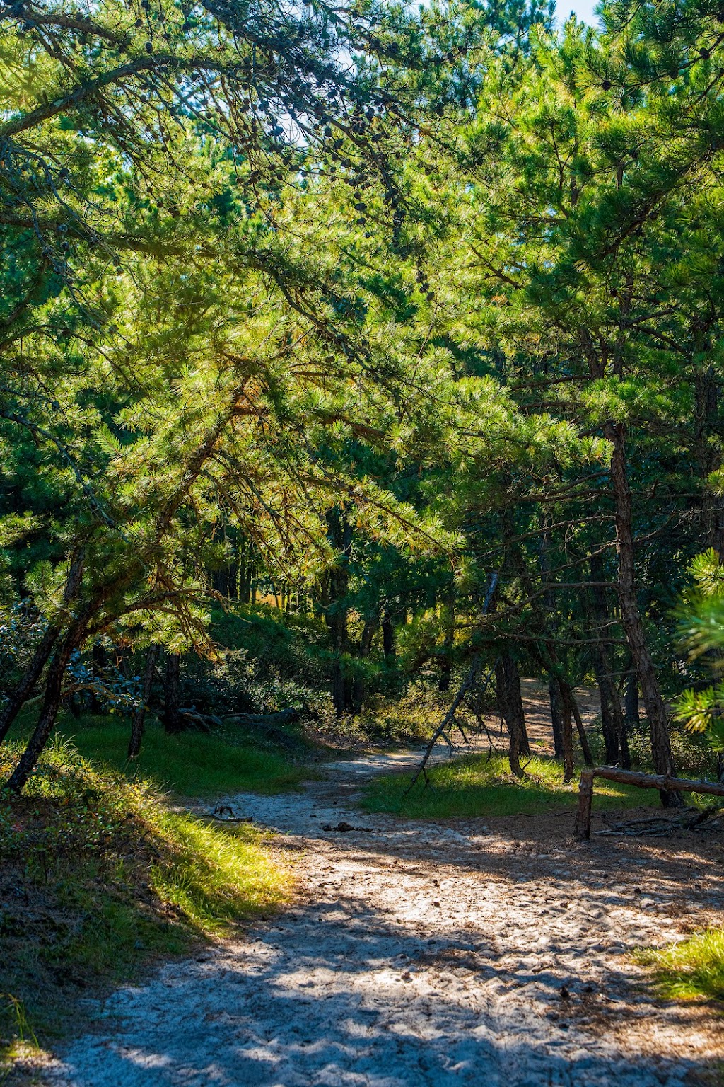 Allaire State Park Trailhead | Parking lot, 2271 Hospital Rd, Wall Township, NJ 07727, USA | Phone: (732) 938-2371