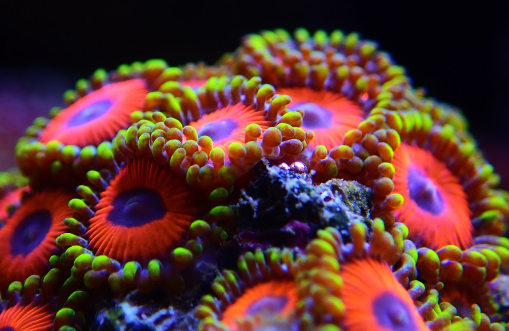 Cultured Corals | 520 Cedar St, Longboat Key, FL 34228, USA | Phone: (855) 542-6725
