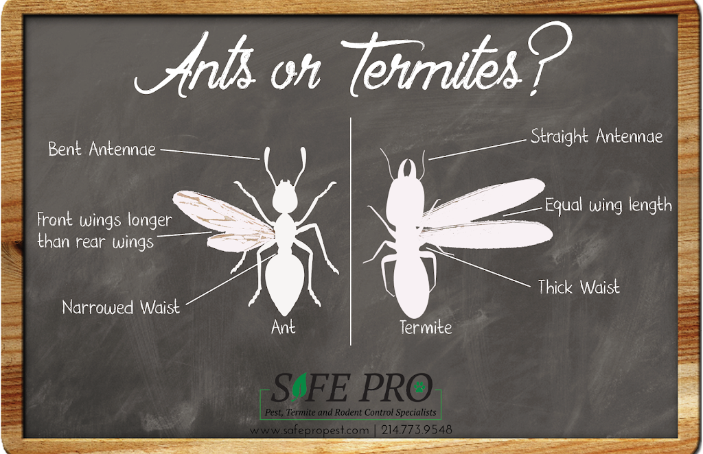 Safe Pro Pest Control - Frisco TX | 122 Rose Ln Suite #203, Frisco, TX 75036, USA | Phone: (972) 435-0700