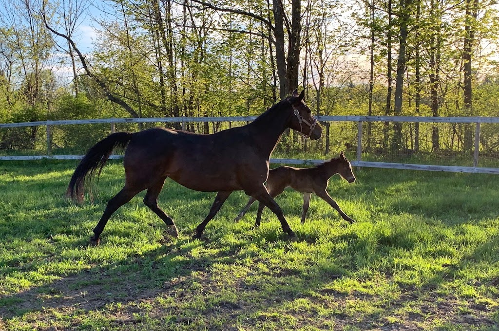 Rock Wall Farm | 273 Clove Rd, Castleton, NY 12033, USA | Phone: (518) 732-5284