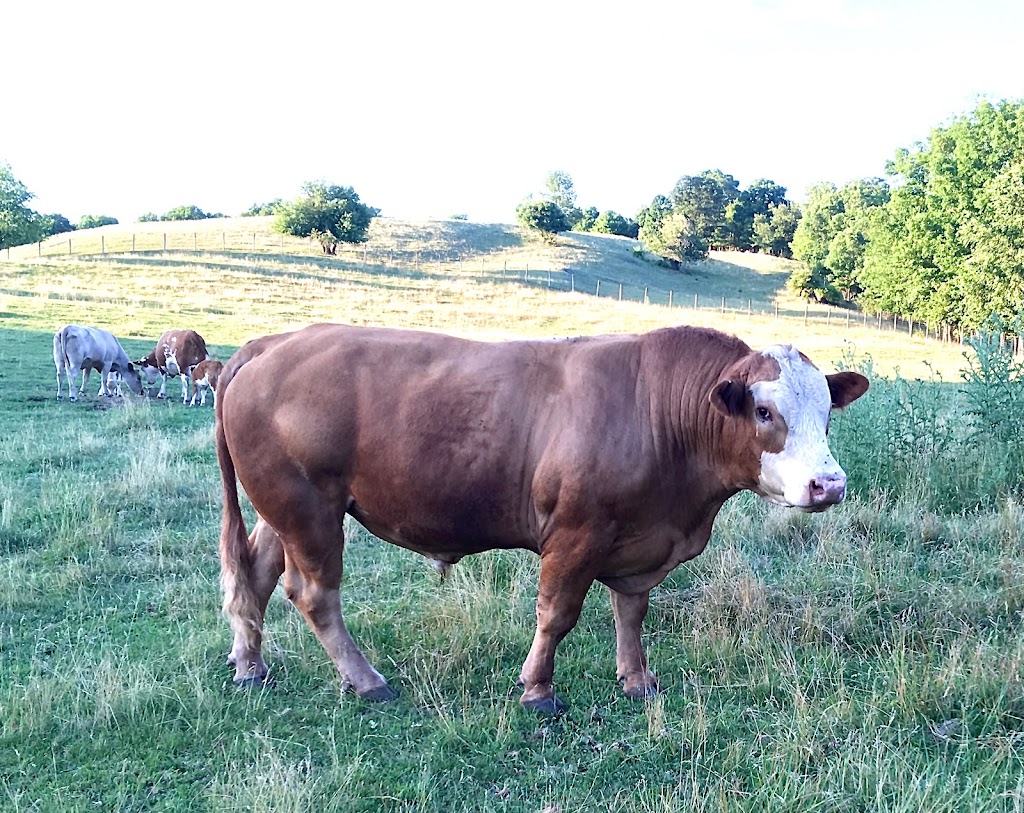 OverEast Family Farm | 480 Beattie Hollow Rd, Salem, NY 12865, USA | Phone: (518) 321-3184