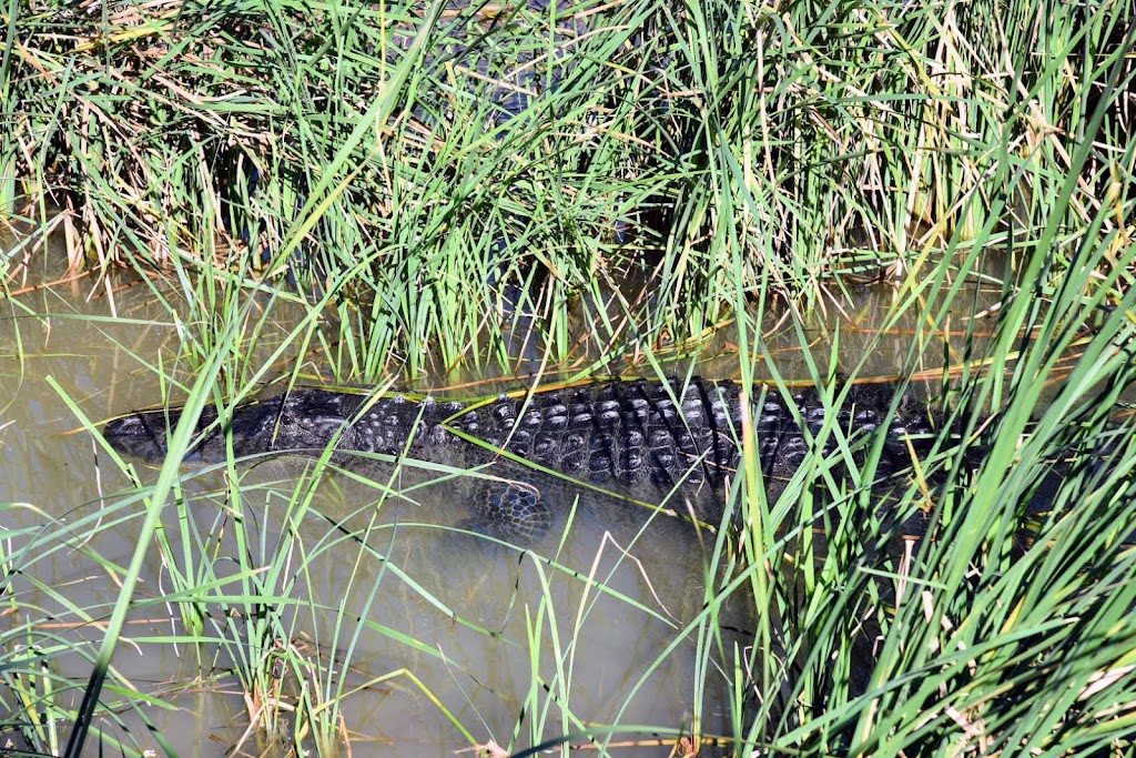 Leonabelle Turnbull Birding Center | 1356 Ross Ave, Port Aransas, TX 78373, USA | Phone: (361) 749-4111