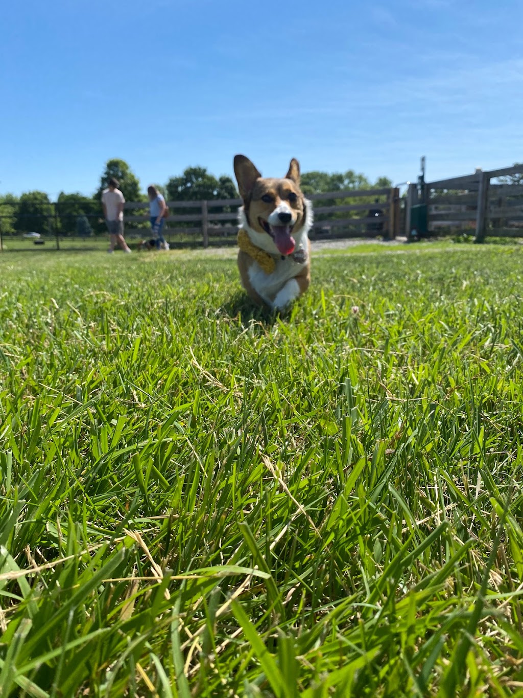 Wiggly Field Dog Park | 7850 VOA Park Dr, West Chester Township, OH 45069, USA | Phone: (513) 867-5835