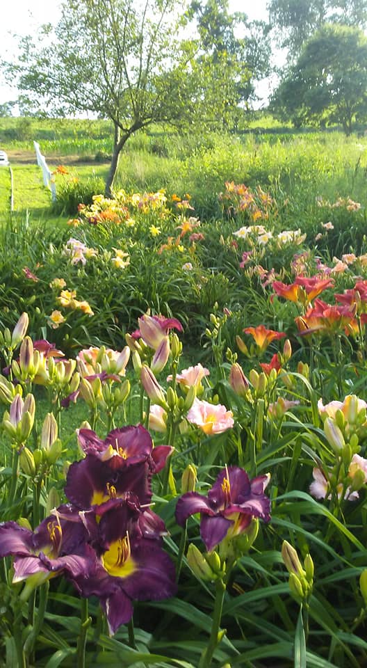 Daylily Valley Farm | 300 Tyro Rd, Baden, PA 15005, USA | Phone: (724) 876-0120