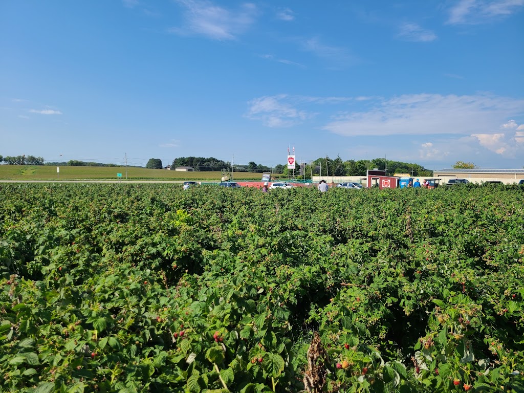 Thompson Strawberry Farm | 14000 75th St, Bristol, WI 53104, USA | Phone: (262) 857-2353