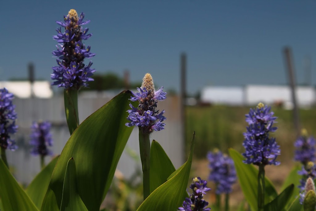 Stonefly Aquatic Nursery | 311 OHanlon Rd, Whitesboro, TX 76273, USA | Phone: (972) 382-7193