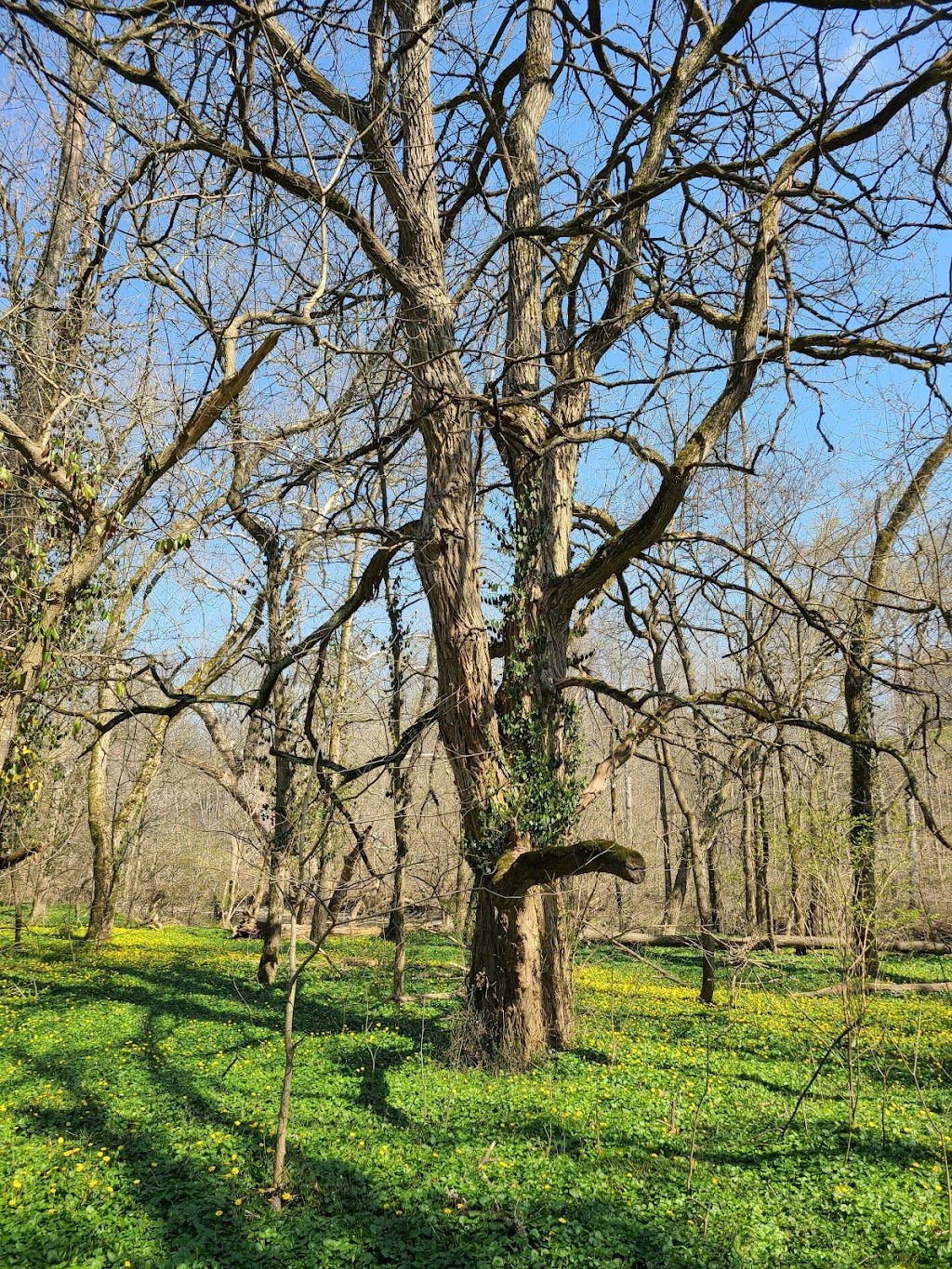 The Narrows Reserve Nature Center | 2575 Indian Ripple Rd, Xenia, OH 45385, USA | Phone: (937) 429-9590