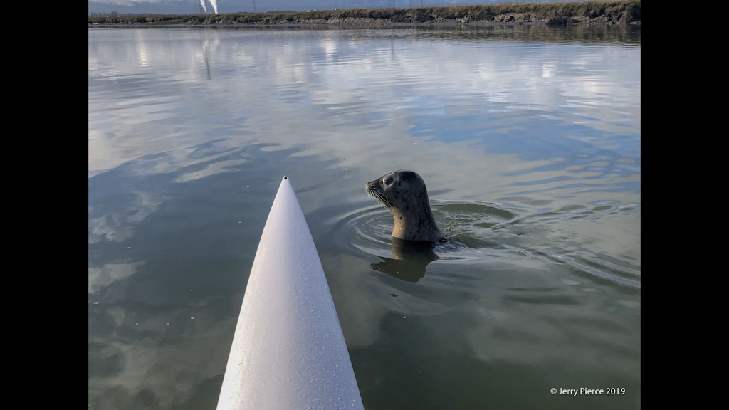 Bair Island Aquatic Center - Rowing and Paddling Club | 1450 Maple St, Redwood City, CA 94063, USA | Phone: (650) 241-8213