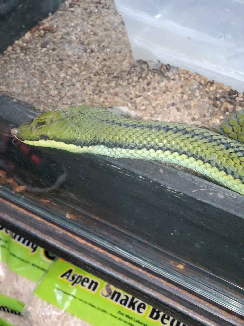 Reptile Island 3 | 7157 Katella Ave, Stanton, CA 90680, USA | Phone: (714) 761-1230