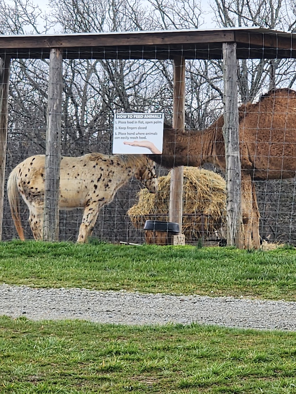 Critter Lane Petting Zoo | 9100 Critter Ln, Valles Mines, MO 63087, USA | Phone: (573) 358-8995