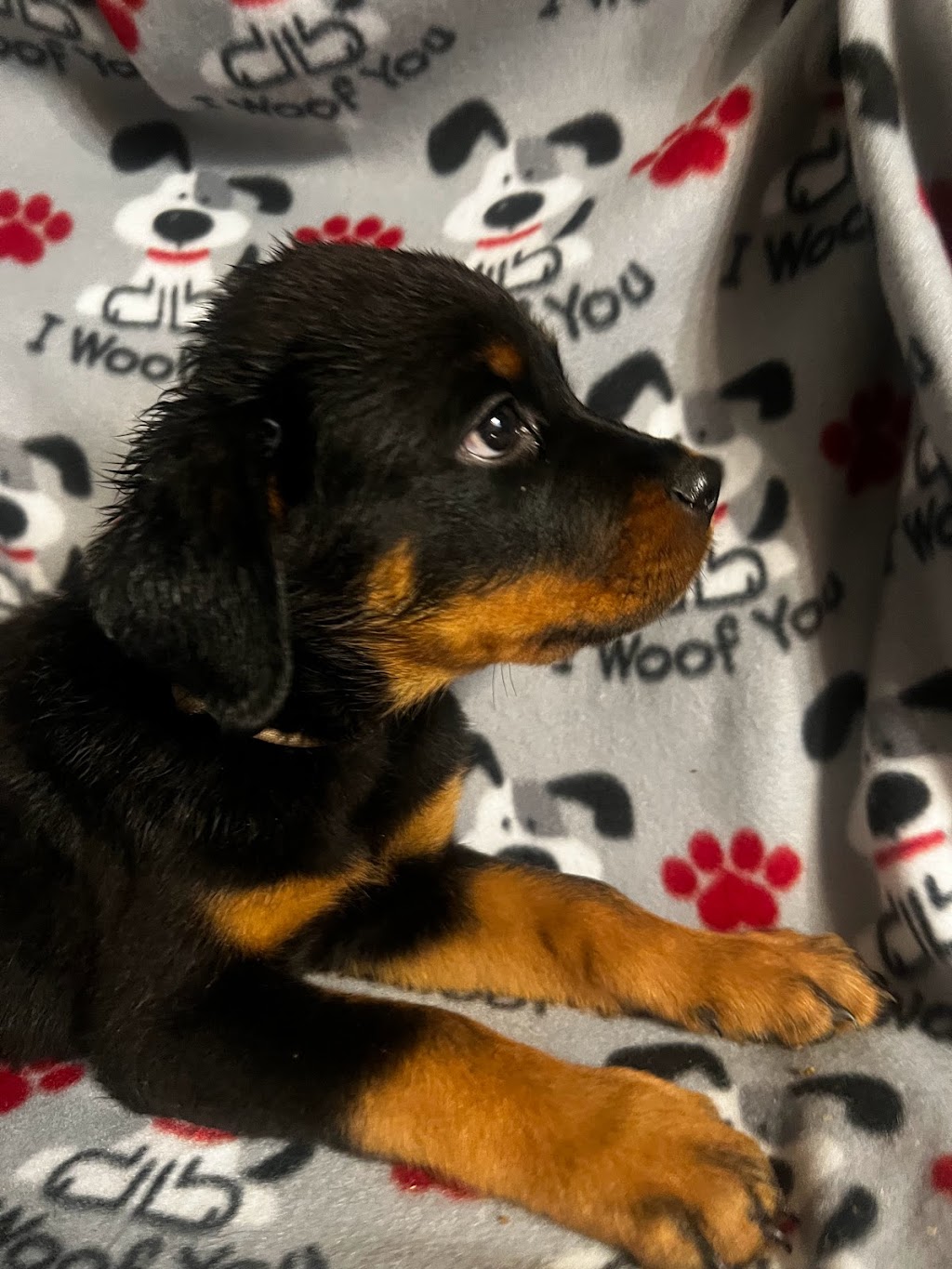 German Select Rottweilers | 454 Overlook Dr, Hillsville, PA 16132, USA | Phone: (330) 610-8447