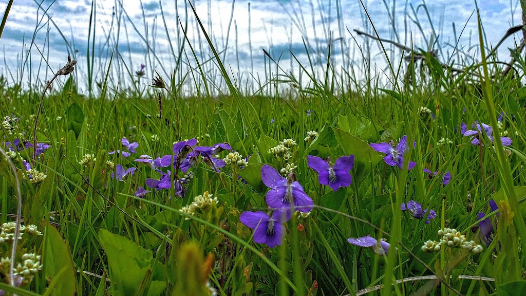 Snapper Prairie State Natural Area | W7480 Prairie Ln, Lake Mills, WI 53551, USA | Phone: (608) 255-2473