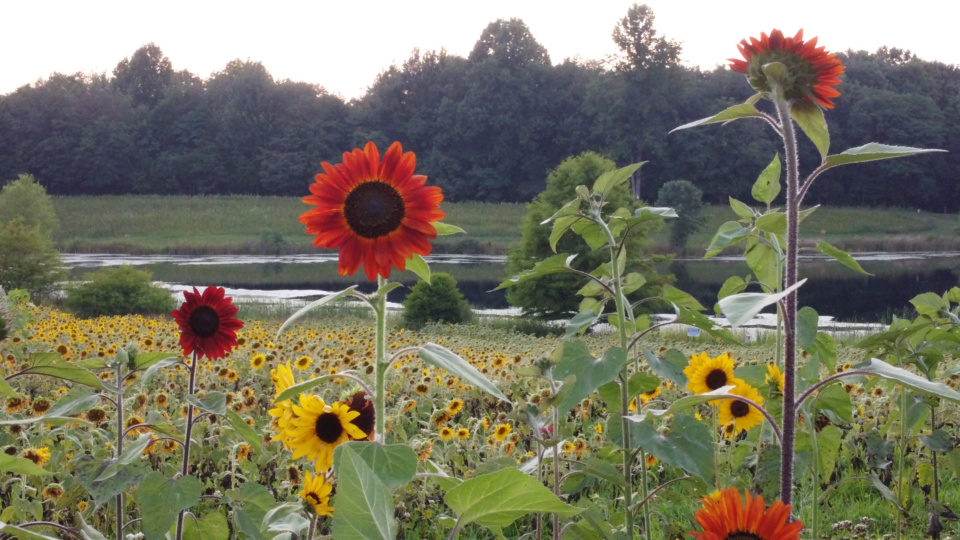 Knobstone Flower Farm | 4855 W Leota Rd, Scottsburg, IN 47170 | Phone: (812) 725-2055