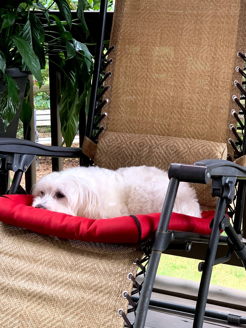 Union Hill Animal Hospital | 2853 Lower Union Hill Rd, Canton, GA 30115, USA | Phone: (770) 664-8380