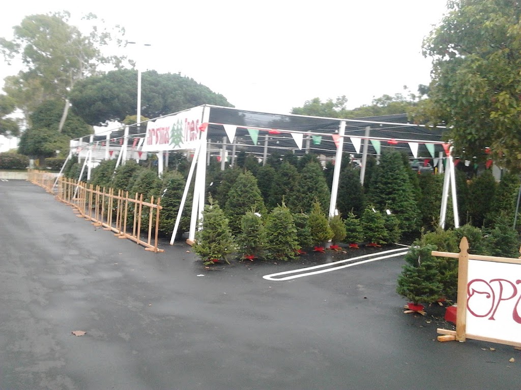 Winter springs christmas trees | 3295 Grand Ave, Chino Hills, CA 91709, USA | Phone: (503) 339-5410