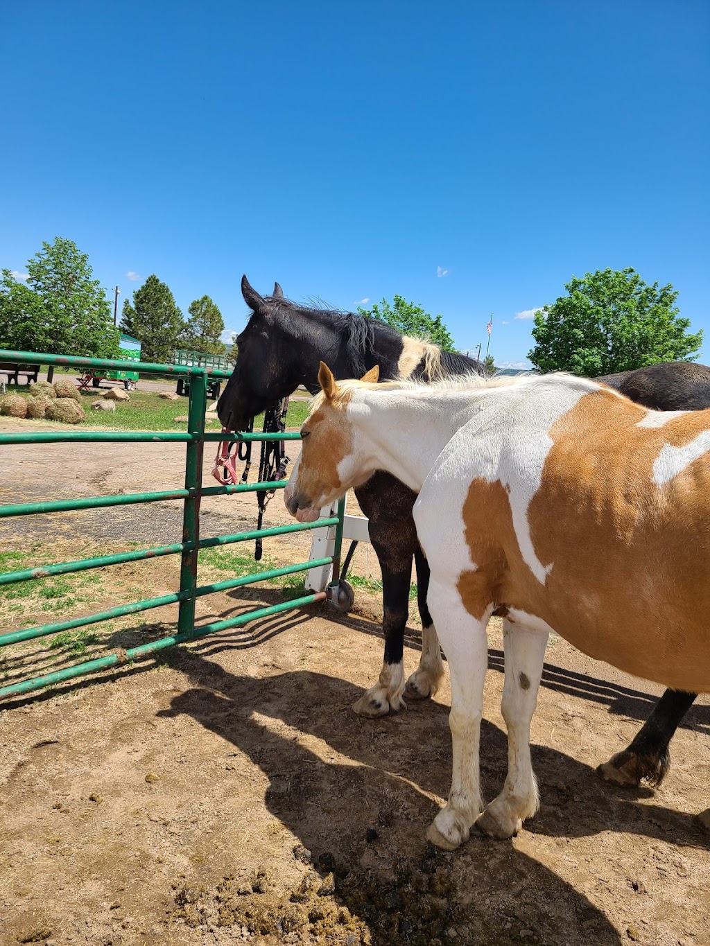 Zumas Rescue Ranch | 7745 N Moore Rd, Littleton, CO 80125, USA | Phone: (303) 346-7493