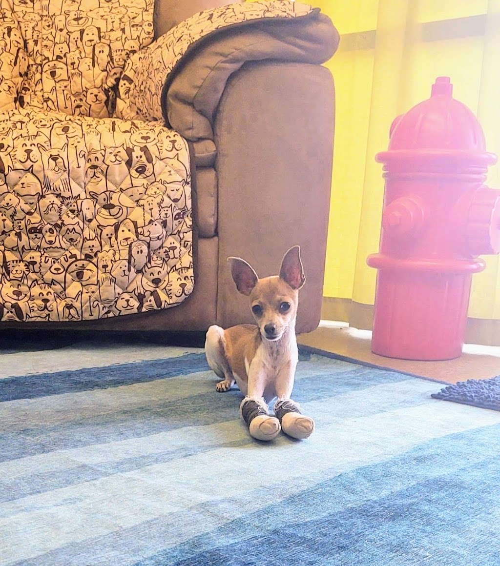 Fur-Ever Friends Animal Hospital / Canine Castaways | 1432 Wayne Rd, Arcadia, FL 34266, USA | Phone: (863) 458-7686