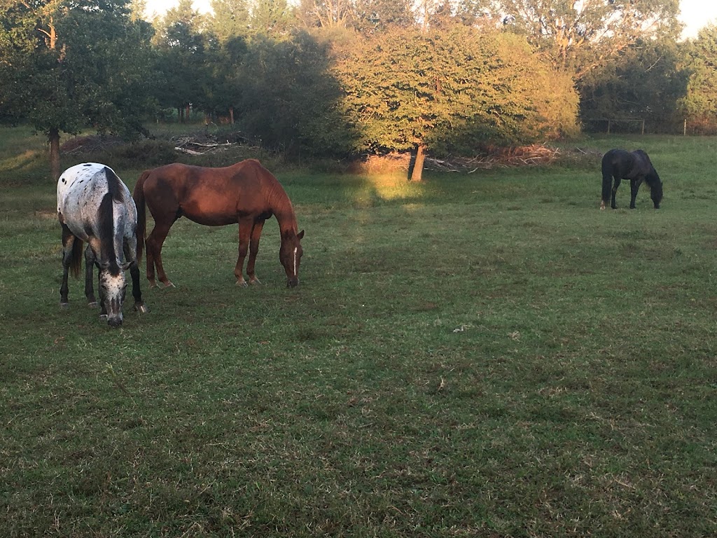 Cool Creek Farm | 738 Castle Rock Farm Rd, Pittsboro, NC 27312, USA | Phone: (919) 542-3862