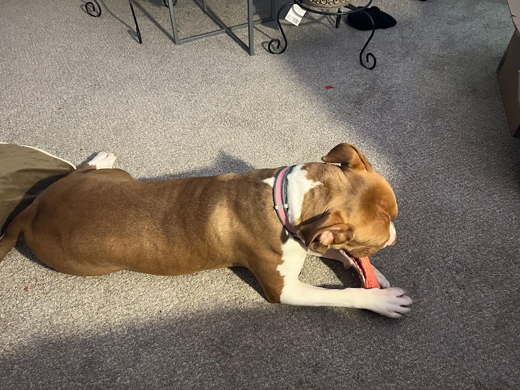 SPCA Serving Erie County | 300 Harlem Rd, West Seneca, NY 14224, USA | Phone: (716) 875-7360