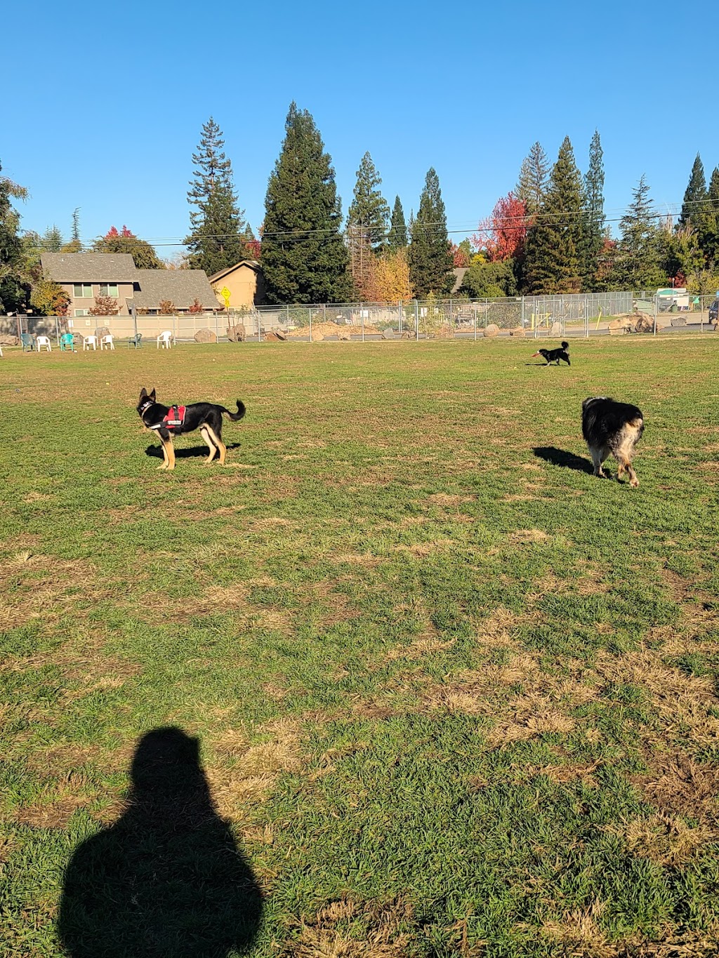 Phoenix Large Dog Park | 9050 Sunset Ave, Fair Oaks, CA 95628, USA | Phone: (916) 966-1036