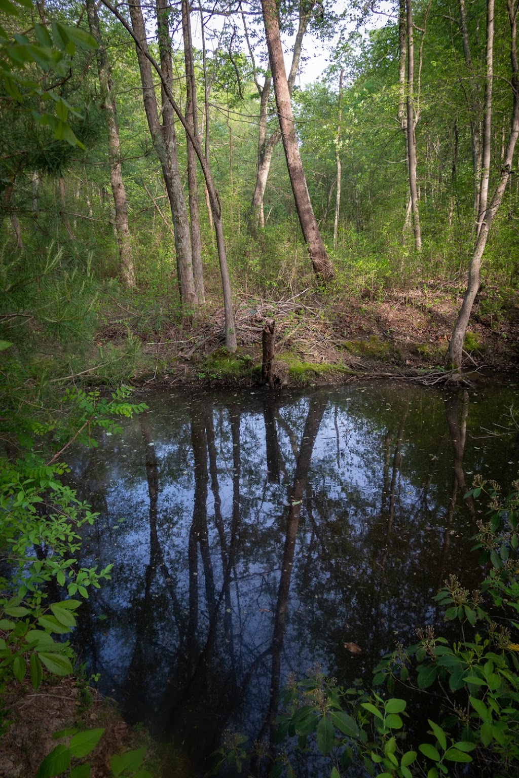 Cattail Creek Natural Area | Severna Park, MD 21146, USA | Phone: (443) 679-6575