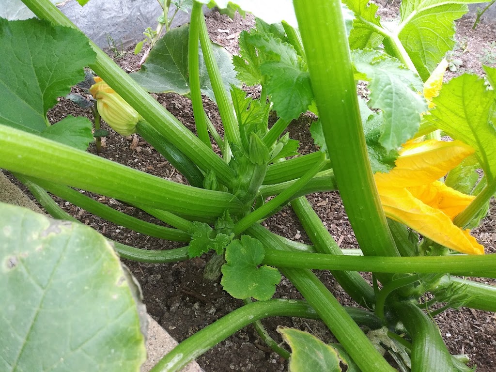 Escondido Community Garden | W Lincoln Ave &, Morning View Dr, Escondido, CA 92026 | Phone: (760) 580-4390