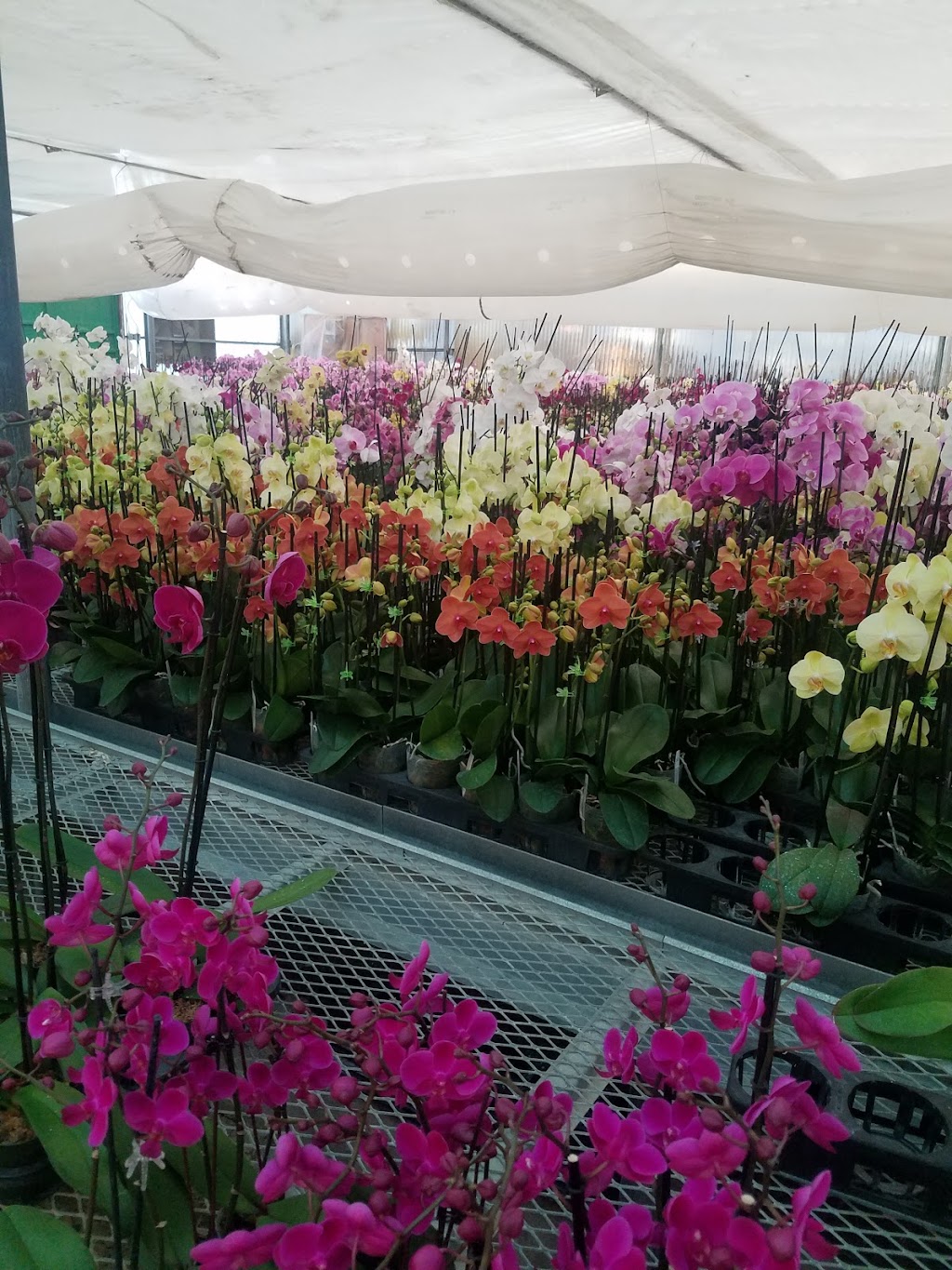 Gubler Orchids | 36400 Rabbit Springs Rd, Lucerne Valley, CA 92356, USA | Phone: (760) 248-9800