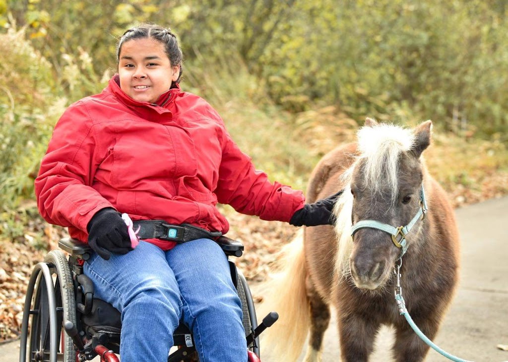 Stable Way Miniature Horse Farm | Armstrong Rd, South Rockwood, MI 48179, USA | Phone: (734) 931-6004