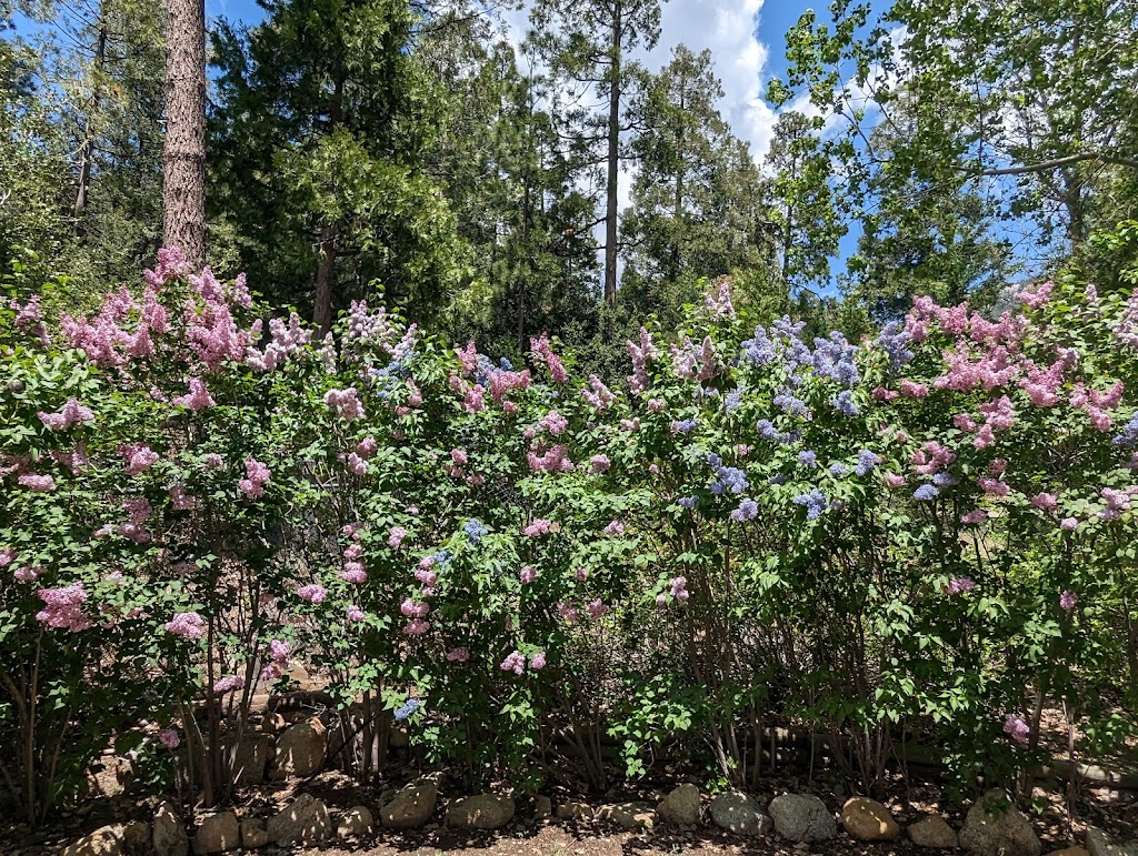 Alpenglow Lilac Gardens | 25025 Fern Valley Rd, Fern Valley, CA 92549, USA | Phone: (951) 659-9711