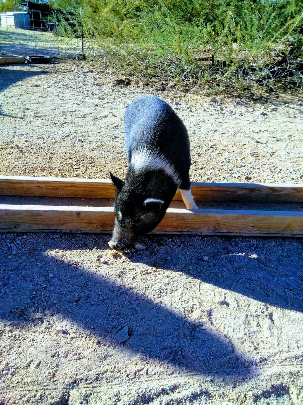 Ironwood Pig Sanctuary | 34656 E Crystal Visions Rd, Marana, AZ 85658, USA | Phone: (520) 579-8847